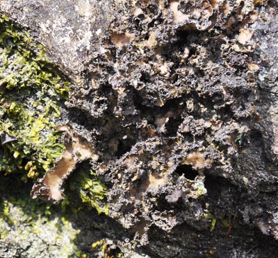 Pseudocyphellaria lacerata